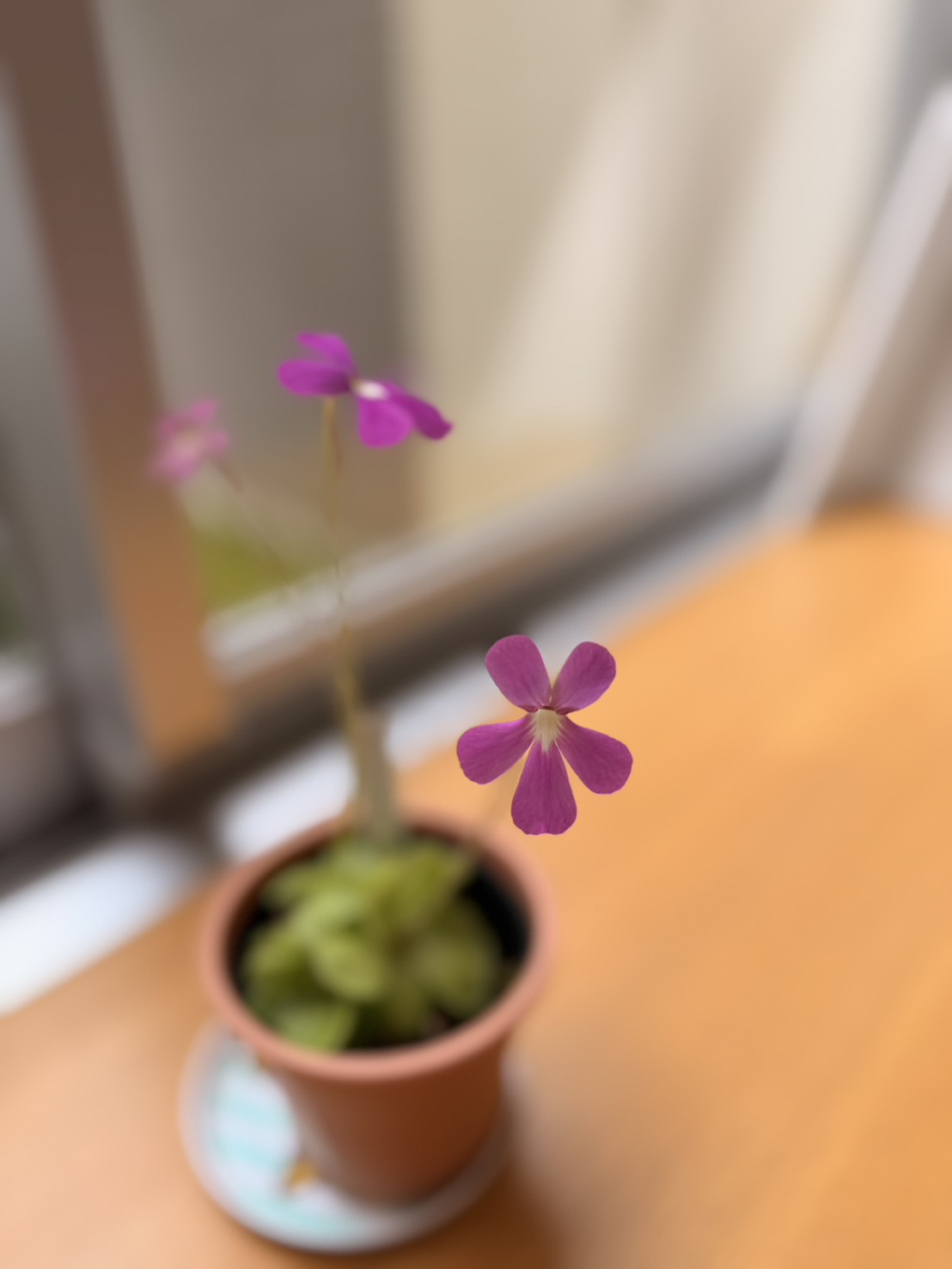 窓辺で咲く小さな花