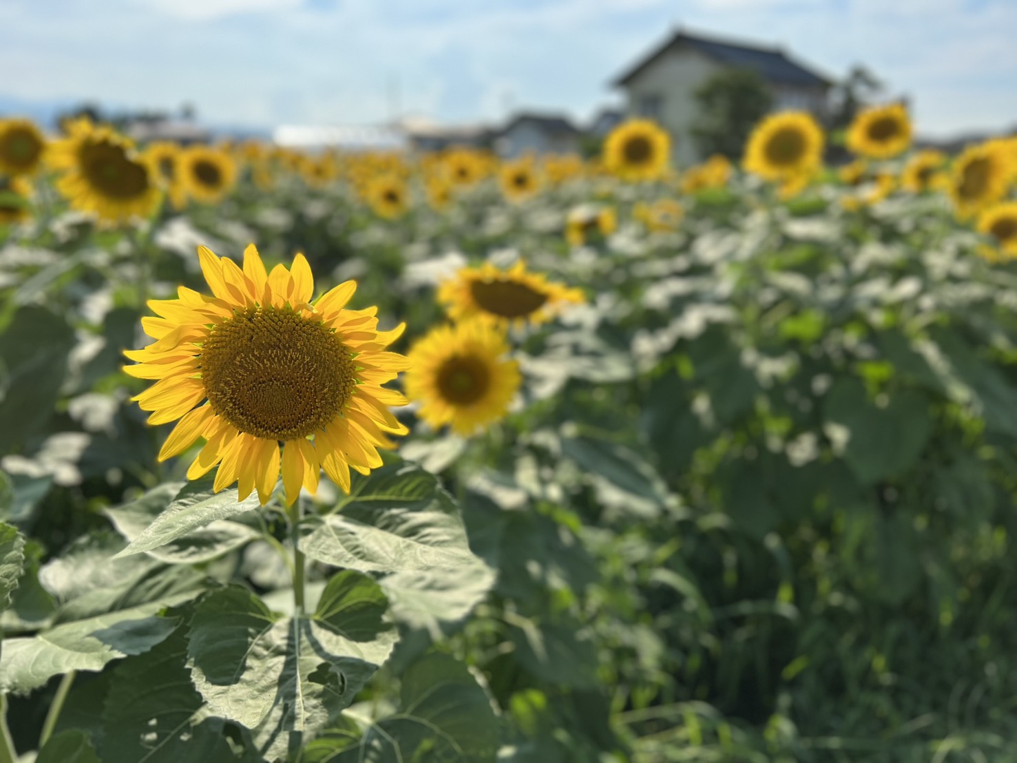 夏、富山のひまわり畑と家並み